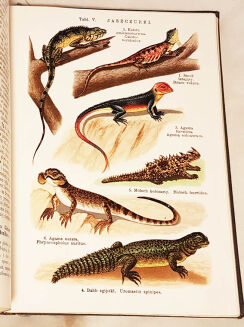 LAMPERT- ATLAS PAŃSTWA ZWIERZĘCEGO T.1-3 - 15