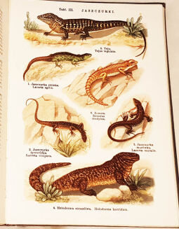 LAMPERT- ATLAS PAŃSTWA ZWIERZĘCEGO T.1-3 - 16