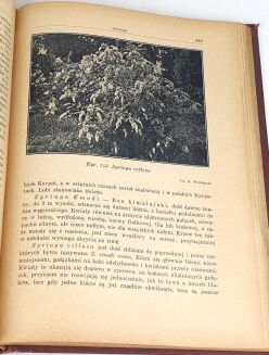 MAKOWIECKI - DRZEWA I KRZEWY OZDOBNE wyd. 1937 - 6
