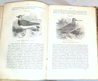 SCHOEDLER- KSIĘGA PRZYRODY t.2 wyd. 1867 - 10