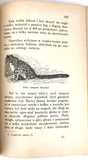 KORSAK - KU INDYJSKIEJ RUBIEŻY łowiectwo - 5