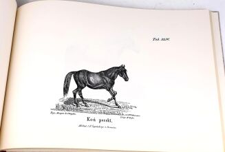 CZAPSKI - HISTORYA POWSZECHNA KONIA. ATLAS reprint - 5