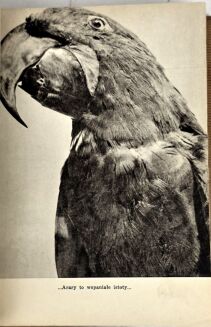 FIEDLER- ZDOBYWAMY AMAZONKĘ wyd.1 z 1937 - 5