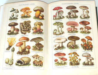 FRANCK- PORADNIK LEKARSKI DLA WSZYSTKICH wyd. 1932 - 4