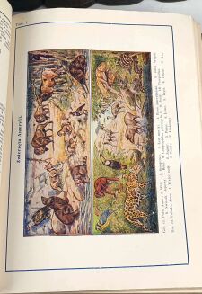 WIELKA ILUSTROWANA ENCYKLOPEDIA POWSZECHNA GUTENBERGA t. I-XXII [komplet] - 5