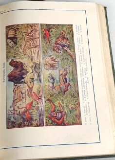 WIELKA ILUSTROWANA ENCYKLOPEDIA POWSZECHNA GUTENBERGA t. I-XXII [komplet] - 7