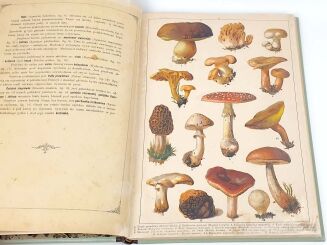 WERMIŃSKI - HISTORYA NATURALNA W OBRAZACH Botanika i mineralogia 269 kolorowanych obrazków 1893r. FOLIO - 6