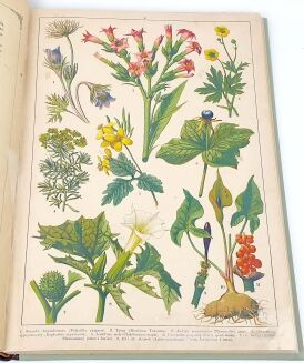 WERMIŃSKI - HISTORYA NATURALNA W OBRAZACH Botanika i mineralogia 269 kolorowanych obrazków 1893r. FOLIO - 7