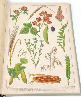 WERMIŃSKI - HISTORYA NATURALNA W OBRAZACH Botanika i mineralogia 269 kolorowanych obrazków 1893r. FOLIO - 8
