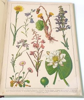 WERMIŃSKI - HISTORYA NATURALNA W OBRAZACH Botanika i mineralogia 269 kolorowanych obrazków 1893r. FOLIO - 9