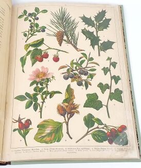 WERMIŃSKI - HISTORYA NATURALNA W OBRAZACH Botanika i mineralogia 269 kolorowanych obrazków 1893r. FOLIO - 10