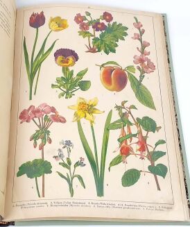 WERMIŃSKI - HISTORYA NATURALNA W OBRAZACH Botanika i mineralogia 269 kolorowanych obrazków 1893r. FOLIO - 11