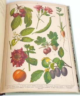 WERMIŃSKI - HISTORYA NATURALNA W OBRAZACH Botanika i mineralogia 269 kolorowanych obrazków 1893r. FOLIO - 14