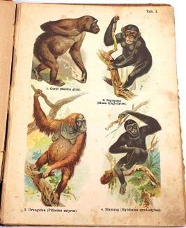 SCHLEYER- ATLAS ZWIERZĄT 30 tablic barwnych 1923 - 4