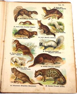 SCHLEYER- ATLAS ZWIERZĄT 30 tablic barwnych 1923 - 5