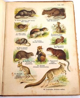 SCHLEYER- ATLAS ZWIERZĄT 30 tablic barwnych 1923 - 6