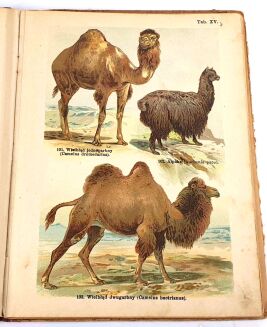 SCHLEYER- ATLAS ZWIERZĄT 30 tablic barwnych 1923 - 7