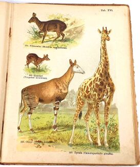 SCHLEYER- ATLAS ZWIERZĄT 30 tablic barwnych 1923 - 8