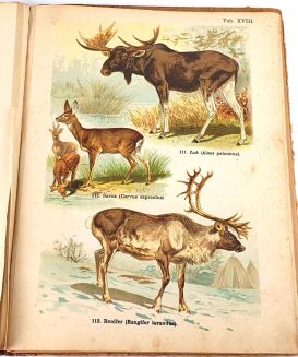 SCHLEYER- ATLAS ZWIERZĄT 30 tablic barwnych 1923 - 9