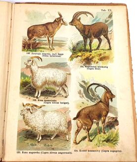 SCHLEYER- ATLAS ZWIERZĄT 30 tablic barwnych 1923 - 10