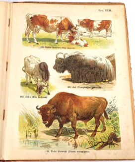 SCHLEYER- ATLAS ZWIERZĄT 30 tablic barwnych 1923 - 11