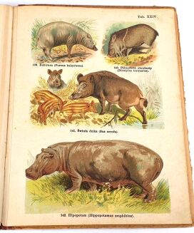 SCHLEYER- ATLAS ZWIERZĄT 30 tablic barwnych 1923 - 12