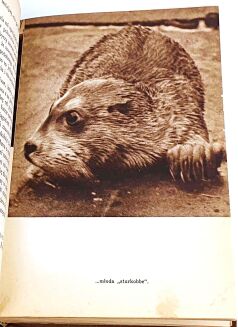 CENTKIEWICZ - BIAŁA FOKA wyd.1, 1938 - 4