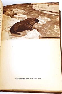 CENTKIEWICZ - BIAŁA FOKA wyd.1, 1938 - 5