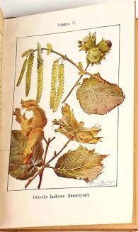 BUCKLEY - ŻYCIE W LESIE W POLU chromolitografie - 7