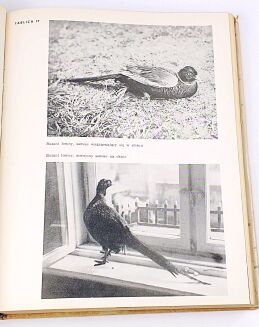 SOKOŁOWSKI- PTAKI ZIEM POLSKICH t. I-II [komplet] - 5