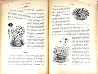 MAKOWIECKI- KWIATY OGRODOWE - 5