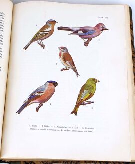 SOKOŁOWSKI - PTAKI ZIEM POLSKICH T.1 1936 - 4