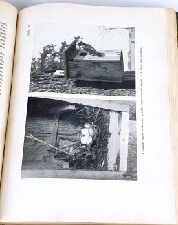 SOKOŁOWSKI - PTAKI ZIEM POLSKICH T.1 1936 - 5