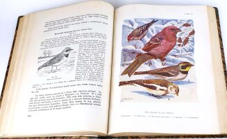 SOKOŁOWSKI - PTAKI ZIEM POLSKICH T.1 1936 - 7