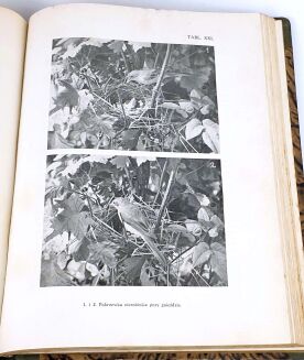 SOKOŁOWSKI - PTAKI ZIEM POLSKICH T.1 1936 - 6