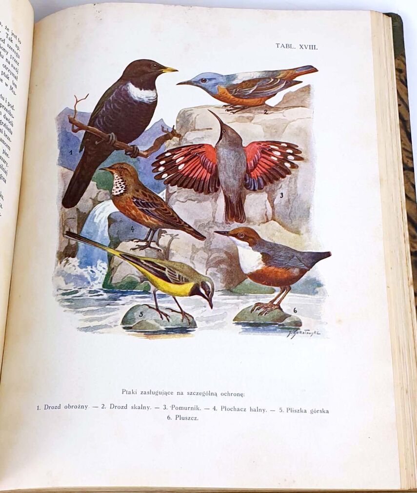 SOKOŁOWSKI - PTAKI ZIEM POLSKICH T.1 1936
