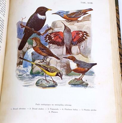 SOKOŁOWSKI - PTAKI ZIEM POLSKICH T.1 1936