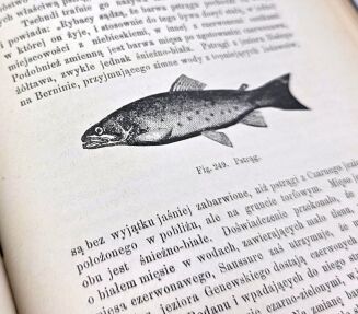 BREHM- KRÓLESTWO ZWIERZĄT. OBRAZY Z ŻYCIA I OBYCZAJÓW ŚWIATA ZWIERZĘCEGO wyd. 1893 - 14