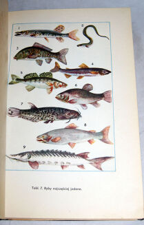 GAŁECKA; KULZOWA - KUCHNIA POLSKA oprawa Zjawiński - 6