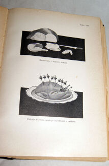 GAŁECKA; KULZOWA - KUCHNIA POLSKA oprawa Zjawiński - 4