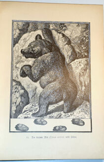  BUNGARTZ - DIE JAGDBAREN THIERE EUROPAS UND DIE ZUR JAGD GEBRÄUCHLICHEN HUNDERACEN - 6