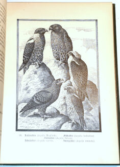  BUNGARTZ - DIE JAGDBAREN THIERE EUROPAS UND DIE ZUR JAGD GEBRÄUCHLICHEN HUNDERACEN - 10