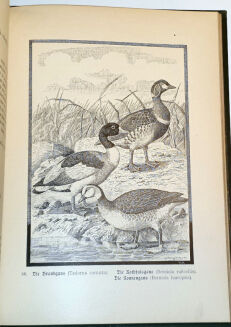  BUNGARTZ - DIE JAGDBAREN THIERE EUROPAS UND DIE ZUR JAGD GEBRÄUCHLICHEN HUNDERACEN - 12