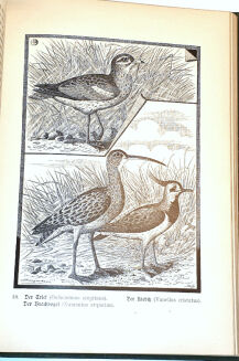  BUNGARTZ - DIE JAGDBAREN THIERE EUROPAS UND DIE ZUR JAGD GEBRÄUCHLICHEN HUNDERACEN - 13