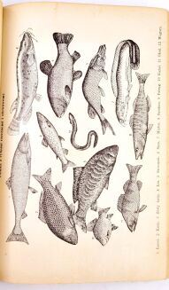 OCHOROWICZ-MONATOWA- UNIWERSALNA KSIĄŻKA KUCHARSKA. ILUSTRACJE I KOLOROWE TABLICE - 8