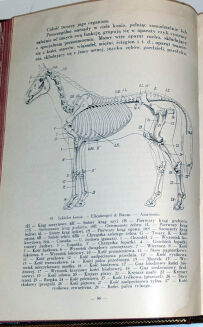 HOFMAN- HIPOLOGJA wyd. 1931r. TOM I-II. ILUTRACJE - 6