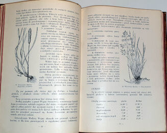 HOFMAN- HIPOLOGJA wyd. 1931r. TOM I-II. ILUTRACJE - 14