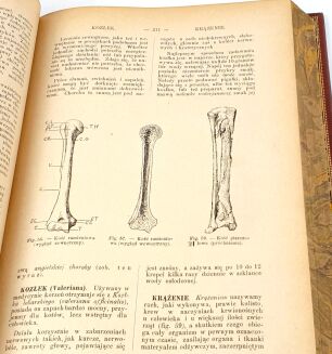BONAMI - ENCYKLOPEDYA ILUSTROWANA MEDYCYNY I HYGIENY POPULARNEJ - 8