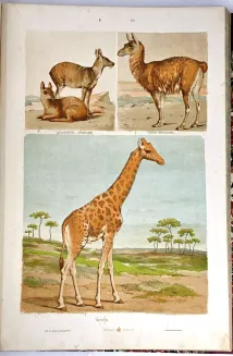 HAYEK- WIELKI ATLAS DO ZOOLOGII, BOTANIKI I MINERALOGII wyd.1887 - 9