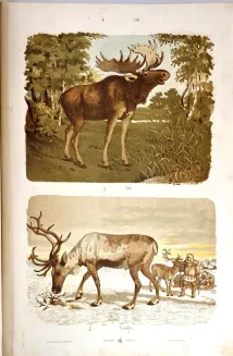 HAYEK- WIELKI ATLAS DO ZOOLOGII, BOTANIKI I MINERALOGII wyd.1887 - 10